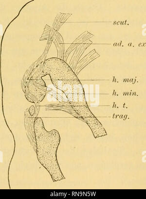 . Anatomische Hefte. Beiträge zur vergleichenden Entwickelungsgesclüehte•, etc. : ; :, auriculae. abzuleiten 13a um et Dobers sagen, dass sich der Tragicus aus dem bilde muscle platysma, während der Antitragicus Ursprungsmuskelgewebe abzuleiten ist aus dem. Die den ven- Ohrwinke umziehenden tralen] Ohrmuschel vor der ver- laufendes Fasern dorsale des Muskelfasern aboralen (muscle platysma des Balbkreisbogens Muschelwinkel ventralen wachsen) suis und an der Aussenseite des Tragus dans die Tiefe. Sie werden durch die des Muskelfasern Halbkreisbogens die oralen am weitesten zwischen orale Auge und Ohr vorgedrungenen Banque D'Images