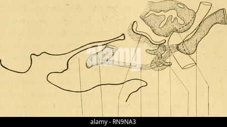 . Anatomische Hefte. Beiträge zur vergleichenden Entwickelungsgeschichte etc. 549 Fig. 62.. Z. M. K. Phar. dl. styl. jX Zb. H.h. 0. Sagittale Rekonstruktion aas denselben sagittalen Sclmittserieii wie vorige figure. 37 fach (vergrössert auf die Hälfte verkleinert). di. M. digastricus, styl. M. stylohyoideus. j. h. M. jugulo-hyoideus. Zb. Zungenbein, H. h. Hinterhauptbein Gehörkapsel, O.. Z. Zunge, fig. 63. L I. Veuillez noter que ces images sont extraites de la page numérisée des images qui peuvent avoir été retouchées numériquement pour plus de lisibilité - coloration et l'aspect de ces illustrations ne peut pas perf Banque D'Images