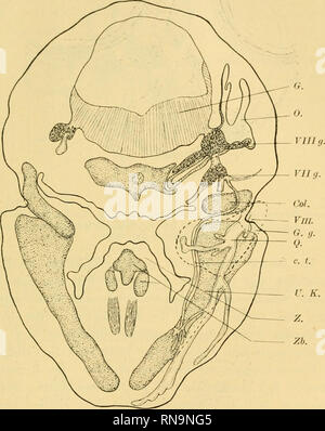 . Anatomische Hefte. Beiträge zur vergleichenden Ehtwickehmesßeschichte etc. 535 Fig. 49.. Die frontale Rekonstruktion aus frontatalen Entenembryo Schnittserien des. 40 fach vergrössert (um 2,5 verkleinert). Og. Äusserer. Gehörgang Facialismuskulatur verbreitert chauve sich die und distale. dorsälwärts Proximaler Ehr Teil ist dann in zwei Schichten, eine und mediale geteilt laterale, die durch den X. facialis von einander sind getrennt.. Veuillez noter que ces images sont extraites de la page numérisée des images qui peuvent avoir été retouchées numériquement pour plus de lisibilité - coloration et l'aspect de ces i Banque D'Images