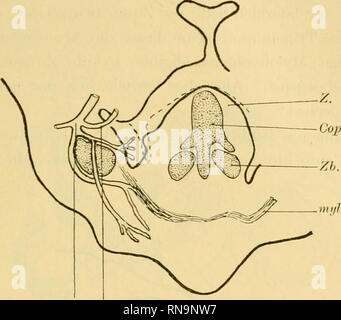 . Anatomische Hefte. Beiträge zur vergleichenden Entwicklungsgeschichte ete 521 Fie, 34.. L $ nyl. Vlli- Ct. Frontale Rekonstruktion eines (Sperlingembryo » c-13 nun l 79 fach vergrössert (um 1j^ verkleinert). Bezeichnungen wie bisher. Fie. 3- :. Veuillez noter que ces images sont extraites de la page numérisée des images qui peuvent avoir été retouchées numériquement pour plus de lisibilité - coloration et l'aspect de ces illustrations ne peut pas parfaitement ressembler à l'œuvre originale.. München [etc. ] J. F. Bergmann Banque D'Images