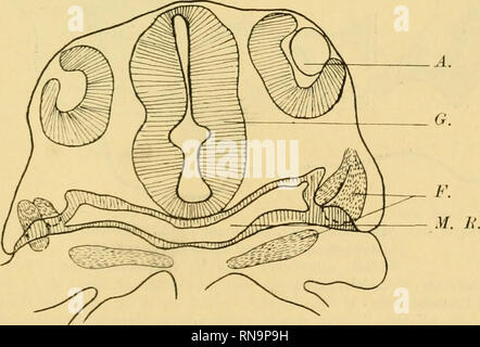 . Anatomische Hefte. Beiträge zur vergleichenden etc. 183 Entwickelungsgescbickte Muskelanlage eingetretene (Nervus facialis endet mit einem der Epidermisverdickung verdickten Pièces détachées une dorsalen der Seite der ersten Schlundtasche. Bei einer etwas älteren Larve, bei der die Kiemen äusseren schon stark reduziert sind aber Dottersack, der ist so fast wie brut. an dem Ersten Stadium, ist die den proximalen Muskelanlage au distalen und Enden etwas verdickt. La section le schmälere sangenstrasse der schon deutet später die Trennung vollziehende. Un ki* distale werden nicht die Ende Medianli Banque D'Images