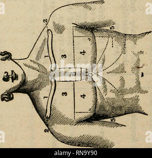 . Un recueil analytique des différentes branches de la science médicale, pour l'utilisation et l'examen des étudiants. Anatomie ; physiologie ; chirurgie ; l'obstétrique ; médecine ; Materia Medica. . Veuillez noter que ces images sont extraites de la page numérisée des images qui peuvent avoir été retouchées numériquement pour plus de lisibilité - coloration et l'aspect de ces illustrations ne peut pas parfaitement ressembler à l'œuvre originale.. Neill, John, 1819-1880 ; Smith, Francis Gurney, 1818-1878. Philadelphie, Lea et Blanchard Banque D'Images