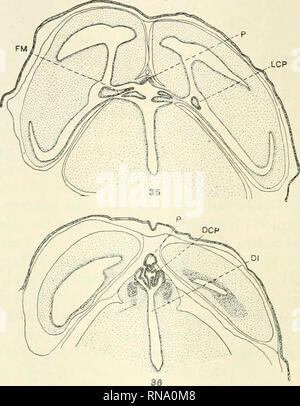 . Le dossier anatomique. Anatomie Anatomie ;. 628 B. W.. KUXKEL P'IGS. 35-38 sections transversales à travers la partie dorsale d'un embrj'o (D), d'une longueur de 80 mm., organisé à partir de antéro-postérieure, montrant le paraphysis, latéral, médiane, et diencephalic plexus choroïdes, dorsale haben- non assignées, commissure supérieure, et une poche de la toiture de l'diencéphale coupé bj^ la commissure supérieure. X 20. entre les commissures supérieure et postérieure et s'adresse presque dorso-ventralement exactement. Le corps de l'épiphyse est grand et en forme de poire. Dans un spécimen elle présentait un petit lumen Banque D'Images