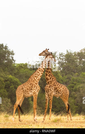 La bataille de girafes dans la savane. Le Kenya, l'Afrique Banque D'Images