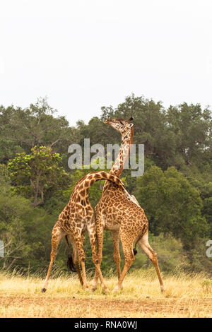 Les girafes. La bataille dans la savane. Le Kenya, l'Afrique Banque D'Images