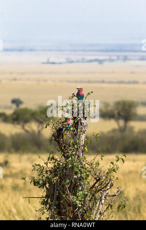 Lilac-breasted roller sur l'arbre. Le Masai Mara, Kenya. Afrique du Sud Banque D'Images