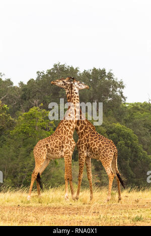 La bataille de girafes dans la savane. Le Masai Mara, Kenya Banque D'Images