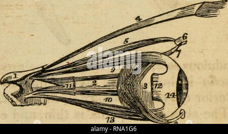 . Un recueil analytique des différentes branches de la science médicale, pour l'utilisation et l'examen des étudiants. Anatomie ; physiologie ; chirurgie ; l'obstétrique ; médecine ; Materia Medica. . Veuillez noter que ces images sont extraites de la page numérisée des images qui peuvent avoir été retouchées numériquement pour plus de lisibilité - coloration et l'aspect de ces illustrations ne peut pas parfaitement ressembler à l'œuvre originale.. Neill, John, 1819-1880 ; Smith, Francis Gurney, 1818-1878. Philadelphie, Lea et Blanchard Banque D'Images