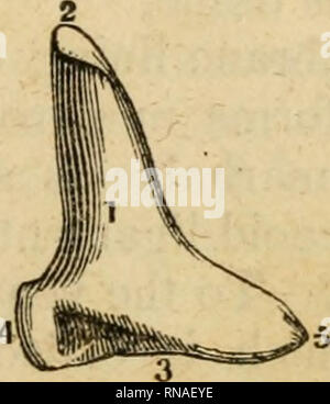 . Un recueil analytique des différentes branches de la science médicale, pour l'utilisation et l'examen des étudiants. Anatomie ; physiologie ; chirurgie ; l'obstétrique ; médecine ; Materia Medica. . Veuillez noter que ces images sont extraites de la page numérisée des images qui peuvent avoir été retouchées numériquement pour plus de lisibilité - coloration et l'aspect de ces illustrations ne peut pas parfaitement ressembler à l'œuvre originale.. Neill, John, 1819-1880 ; Smith, Francis Gurney, 1818-1878. Philadelphie, Lea et Blanchard Banque D'Images