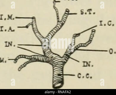 . Le dossier anatomique. Anatomie Anatomie ;. 12. Veuillez noter que ces images sont extraites de la page numérisée des images qui peuvent avoir été retouchées numériquement pour plus de lisibilité - coloration et l'aspect de ces illustrations ne peut pas parfaitement ressembler à l'œuvre originale.. Bardeen, Charles Russell, 1871-1935, ed ; Boyden, Edward A. (Edward Allen), 1886-1976 ; Bremer, John Lewis, 1874- ed ; Hardesty, Irving, b. 1866, ed ; Association américaine des anatomistes ; American Society de zoologie ; Institut Wistar d'anatomie et de la biologie. [New York, etc. ] A. R. Liss [etc. ] Banque D'Images