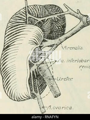 Le Hile Rénal . Le dossier anatomique. Anatomie Anatomie ;. Veine thyroïdienne ...