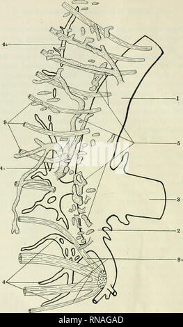 . Le dossier anatomique. Anatomie Anatomie ;. P'ig. 1 Schéma exécuté J'roni une reconstruction des veines et des nerfs dans la région de l'utérus et les régions thoraciques d'un embryon de 5 jours et 10 heures (13,5 mm.) côté droit. 1, 2 Precardinal postcardinal ; veine, veine ; S, conduit du cuvier ; 4, intersegmentaires dorsales (somatiques) ; 4a (dorsale vertébrale, somatiques) ; 5 groupe latéral d'îles et de canaux vasculaires-veino-lymphatique ; 9, la moelle cervicale (nerfs) ; 9a, du plexus brachial. La figure reproduit de "l'American Journal d'Apatomy", Volume 12, Numéro 4, Fig. 3, p. 479, janvier 1912, Banque D'Images