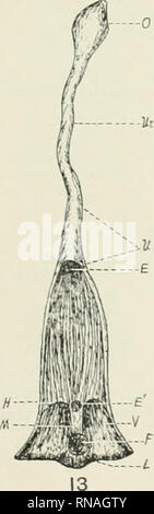 . Le dossier anatomique. Anatomie Anatomie ;. 12. 25. Veuillez noter que ces images sont extraites de la page numérisée des images qui peuvent avoir été retouchées numériquement pour plus de lisibilité - coloration et l'aspect de ces illustrations ne peut pas parfaitement ressembler à l'œuvre originale.. Bardeen, Charles Russell, 1871-1935, ed ; Boyden, Edward A. (Edward Allen), 1886-1976 ; Bremer, John Lewis, 1874- ed ; Hardesty, Irving, b. 1866, ed ; Association américaine des anatomistes ; American Society de zoologie ; Institut Wistar d'anatomie et de la biologie. [New York, etc. ] A. R. Liss [etc. ] Banque D'Images