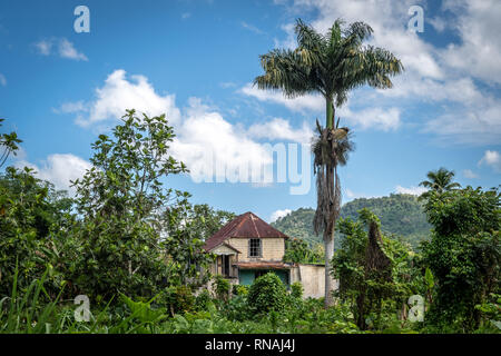 Vente maison ancienne abandonnée sur la campagne en Jamaïque envahie par les arbres sauvages et de bush. Banque D'Images