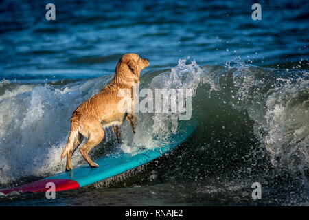 Dog surf sur la planche de surf sur la mer Banque D'Images
