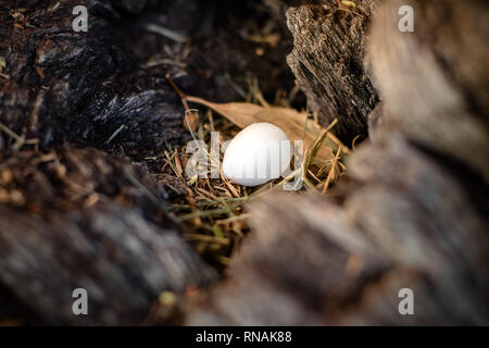 White egg dans Wild Bird's Nest en creux d'un arbre Banque D'Images