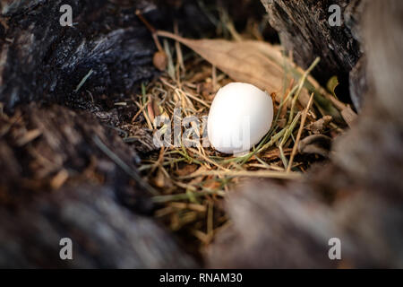 White egg dans Wild Bird's Nest en creux d'un arbre Banque D'Images