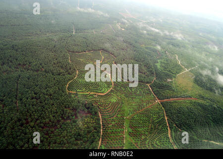 Grande zone de plantation de palmiers à Aceh en Indonésie Banque D'Images