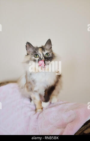 Un portrait de la Fédération de Chats sibériens. Le chat se prépare à sauter. Banque D'Images