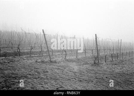 Hattingley Valley Vineyard, Colline crayeuse, Hattingley, Medstead, Alton, Hampshire, Royaume-Uni. Banque D'Images