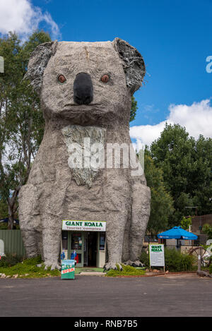 Le Koala géant, l'un des 'grandes choses' - Dadswells Bridge, Victoria Australie Banque D'Images