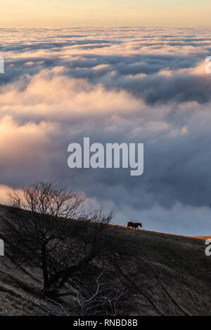 Cheval sur une montagne sur une mer de brume au coucher du soleil, avec de belles couleurs chaudes et un arbre en premier plan Banque D'Images