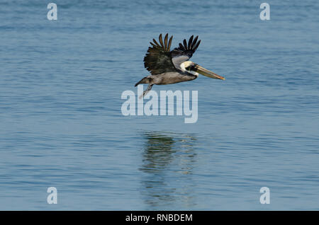 Pelican battant le long de la côte Banque D'Images