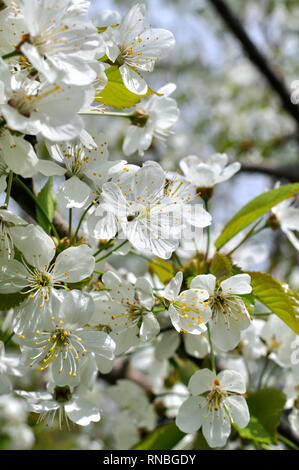 Close-up of blooming cherry-branche d'arbre dans le jardin, la composition verticale Banque D'Images