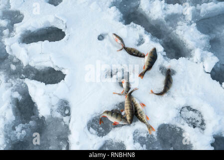 La perche sur un huit de la neige dans un lac gelé. La pêche sur glace à partir de ci-dessus. Selective focus Banque D'Images