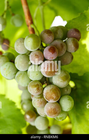 Un tas de raisin vert pousse sur une branche entre le feuillage. Wine Business Banque D'Images