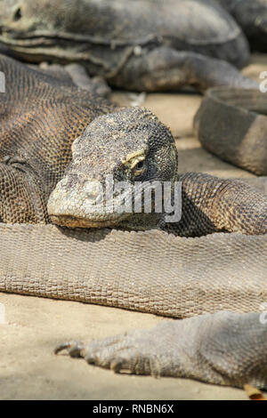 Les Dragons de Komodo, un bain de soleil dans l'après-midi à Rinca Island, Indonésie. Banque D'Images