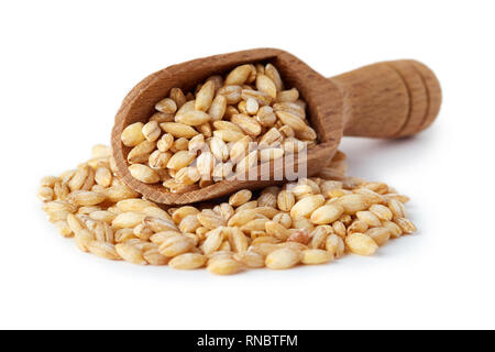 Les grains d'orge (Hordeum vulgare) en écope isolé sur fond blanc Banque D'Images