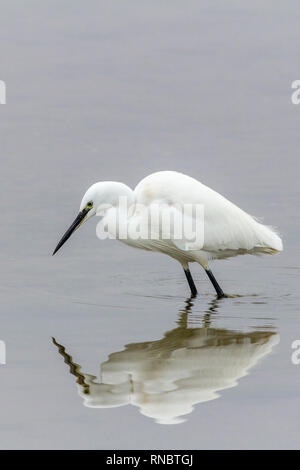 Aigrette garzette (Egretta garzetta) pataugeant en eau peu profonde. Tout le plumage blanc avec des pattes noires amende le projet de loi long noir pieds jaune et le reflet dans l'eau. Banque D'Images