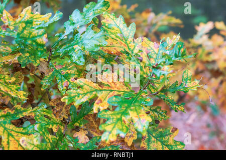 Feuilles de chêne jaunies, feuilles de chêne a commencé à devenir jaune Banque D'Images