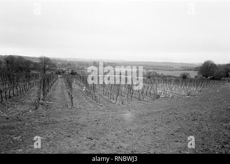 Hattingley Valley Vineyard, Colline crayeuse, Hattingley, Medstead, Alton, Hampshire, Royaume-Uni. Banque D'Images