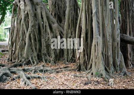 Figuier Banyan, jardins botaniques, Brisbane, Australie Banque D'Images