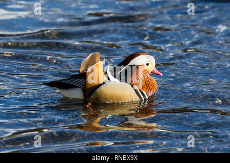 Mâle de couleur naturel Canard mandarin (Aix galericulata) Nager dans l'eau Banque D'Images