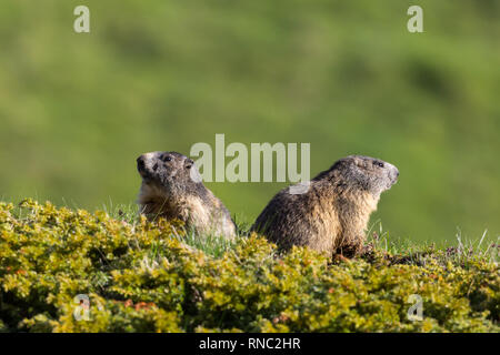 Séance deux marmottes naturelles (Marmota monax) à la recherche dans des directions opposées Banque D'Images