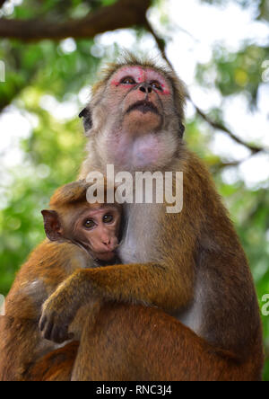 Le singe, le lac de Kandy, Kandy, Sri Lanka Banque D'Images