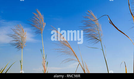 Fleurs de canne à sucre dans une ferme avec ciel bleu. Banque D'Images