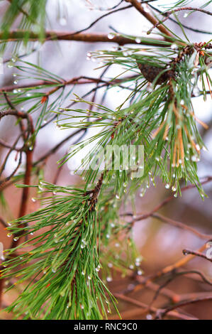 Branches de sapin avec des cônes, des gouttes de pluie sur les aiguilles de sapin Banque D'Images