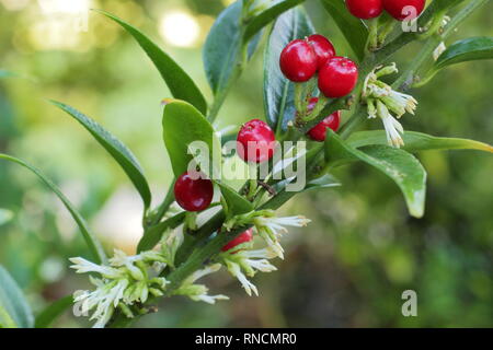 Sarcococca ruscifolia var. chinensis 'dragon Gate'. Fleurs d'hiver et les baies du Sweet box 'dragon Gate" en décembre, UK Banque D'Images