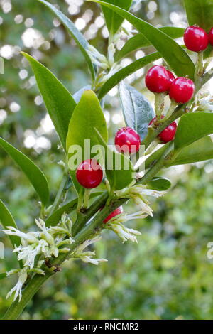 Sarcococca ruscifolia var. chinensis 'dragon Gate'. Fleurs d'hiver et les baies du Sweet box 'dragon Gate" en décembre, UK Banque D'Images