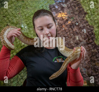 Emily Spatuzzi manipulant des reptiles (serpent python birman) à Windmill Animal Farm, Burscough, Royaume-Uni Banque D'Images