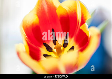 Une tulipe. Tulipa. Banque D'Images