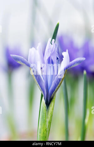 Iris reticulata 'Alida' fleurit à la fin de l'hiver contre un mur blanc. Banque D'Images