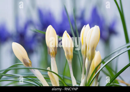 Fleurs crocus jaune contre 'Iris Fabiola'. Banque D'Images