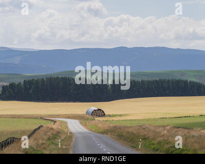 Grange à foin dans un champ d'herbe, une rangée de pins, de collines à l'horizon, Taihape Napier route, voie Mokai Patea, île du Nord Nouvelle-zélande Banque D'Images