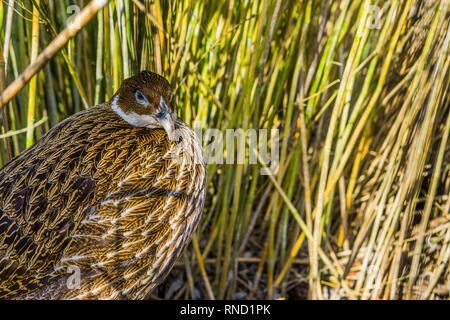 Himalayan monal femelle faisan, oiseaux tropicaux d'Asie Banque D'Images