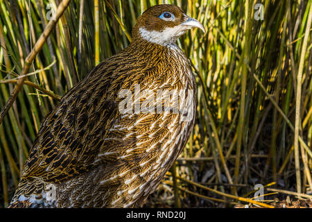 Portrait d'une femme impeyan monal faisan, oiseaux tropicaux d'Asie, bel animal portrait Banque D'Images